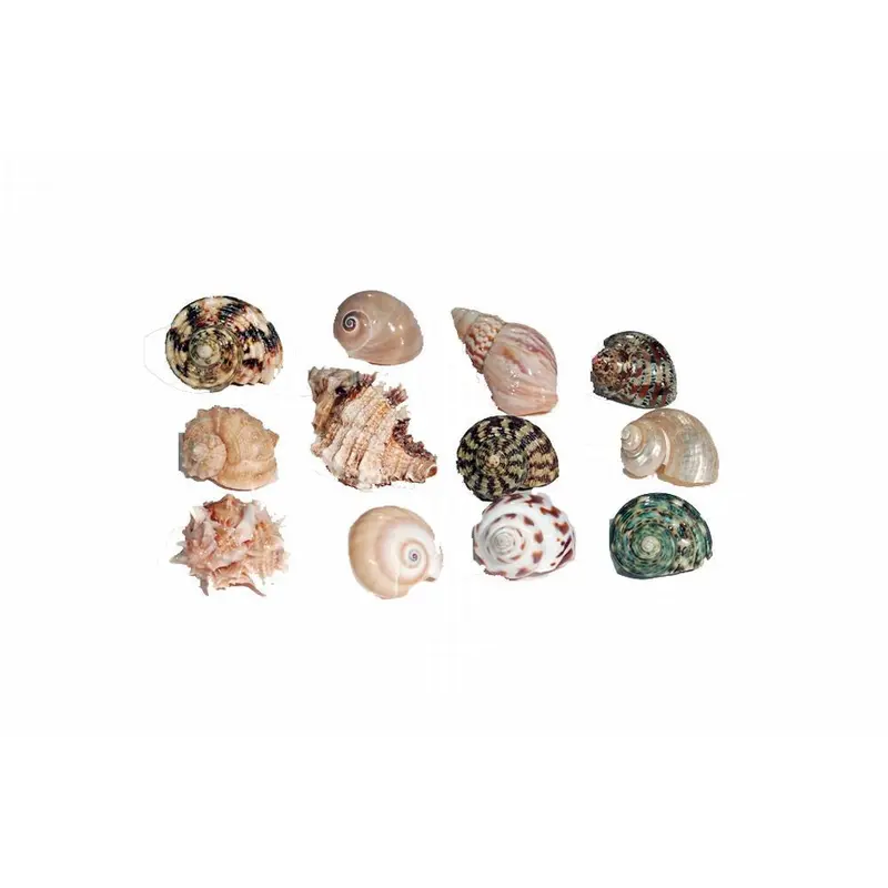 Florida Marine Research Natural Shell Terrarium Ornament Multi-Color MD