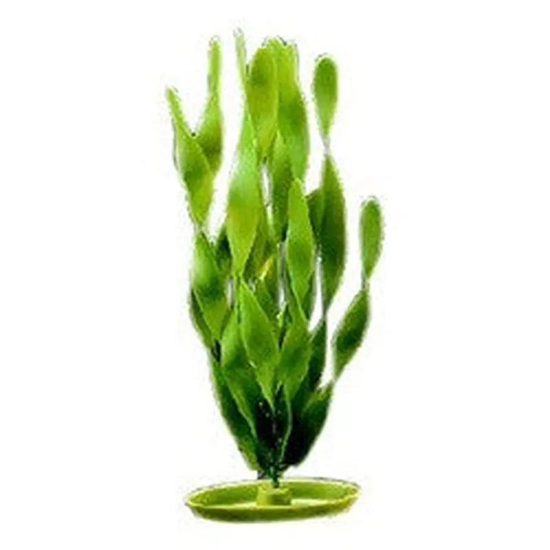 Aquascaper Jungle Vallisneria Extra Large 15in Pp1514