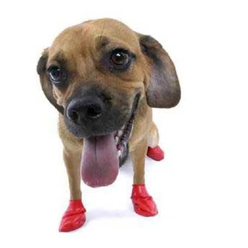 Pawz Dog Boots 12 pk. Small 