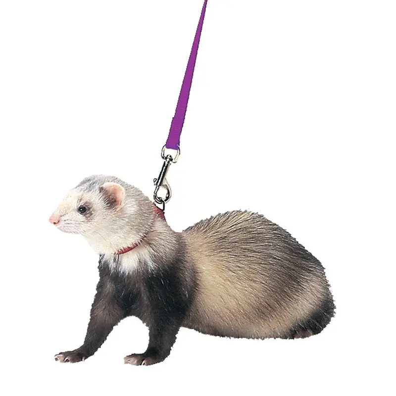 Marshall Ferret Harness and Lead Set Purple