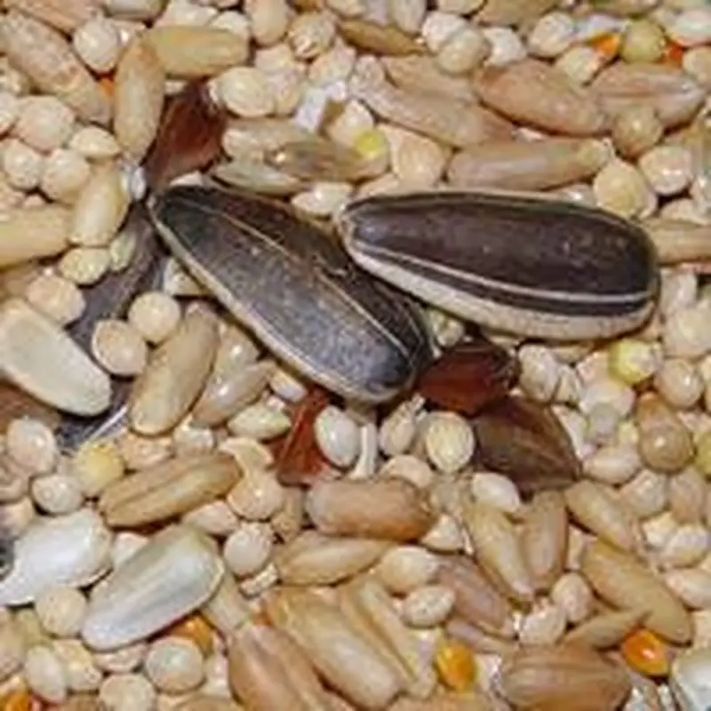 Higgins Sunburst Cockatiel 25lb 