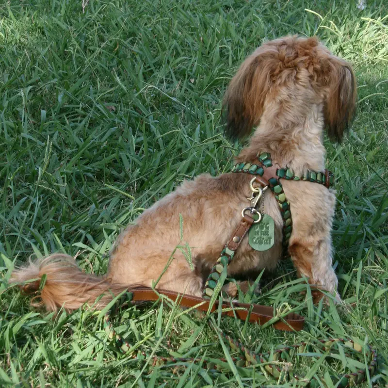 Shades of Green Leather Dog Harness