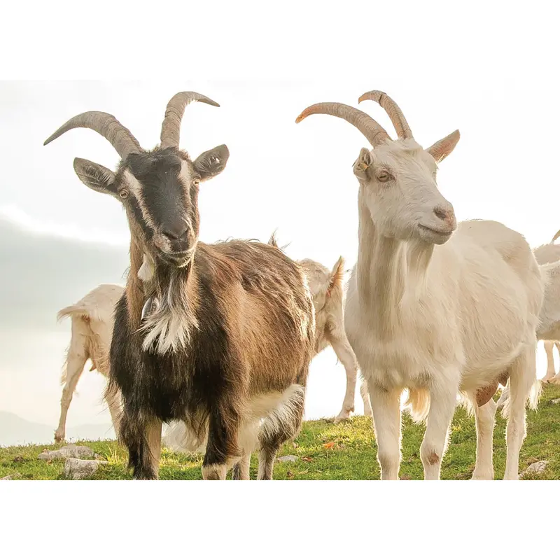 Know Your Goats